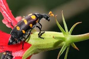 uploads/images/pest/blackgramblister beetle.jpg